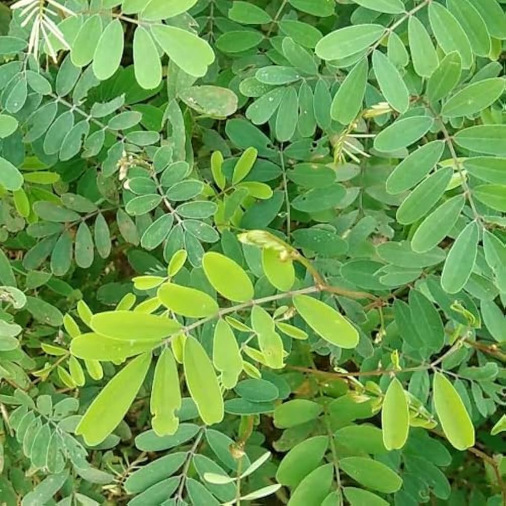 Bone Joint Leaves